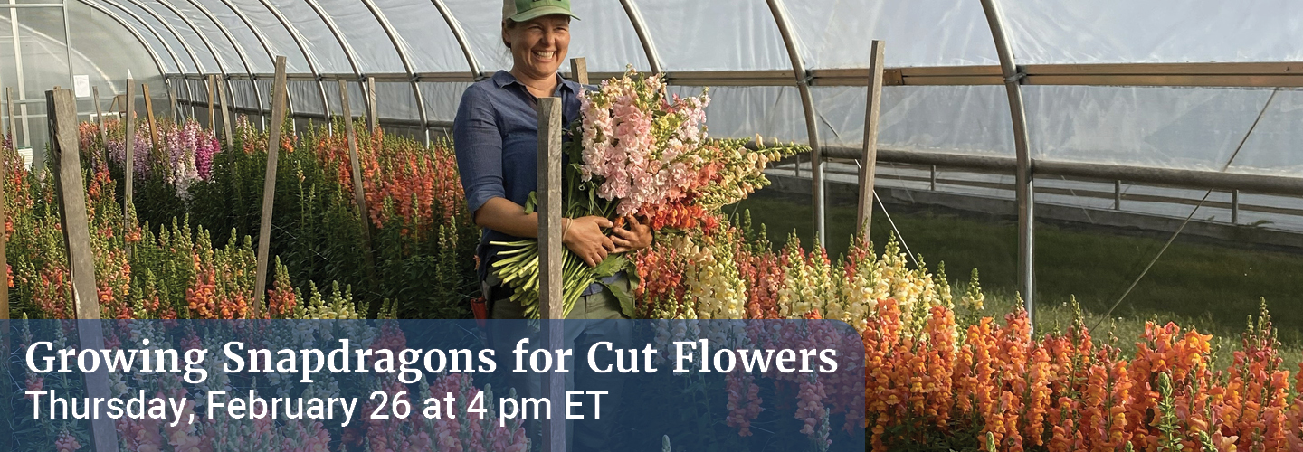 Growing Snapdragons for Cut Flowers 